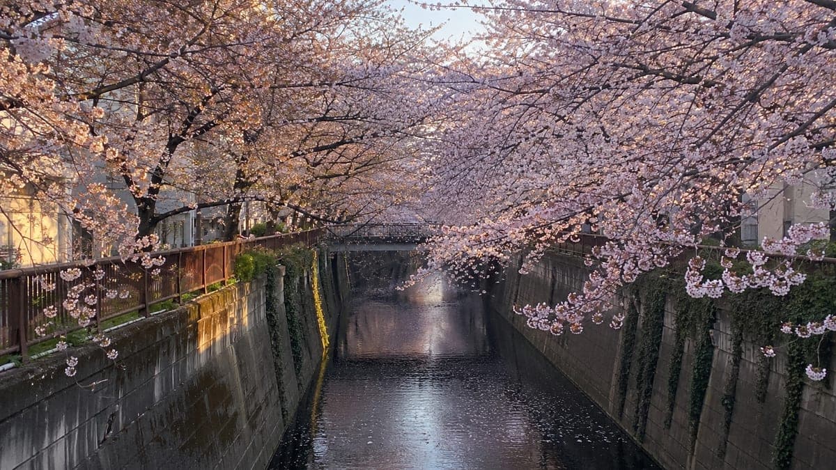 Meguro River Cherry Blossom Course running course in Nakameguro / Meguro-ku, Tokyo